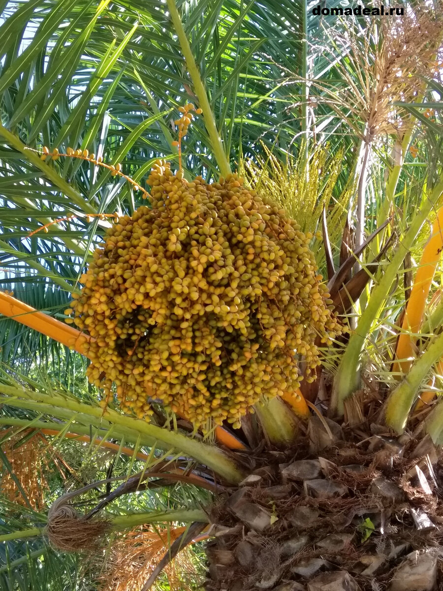Финиковая пальма