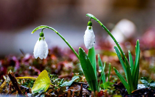 Многолетние цветы для клумб 🌿 Низкорослые, цветут целое лето и др.