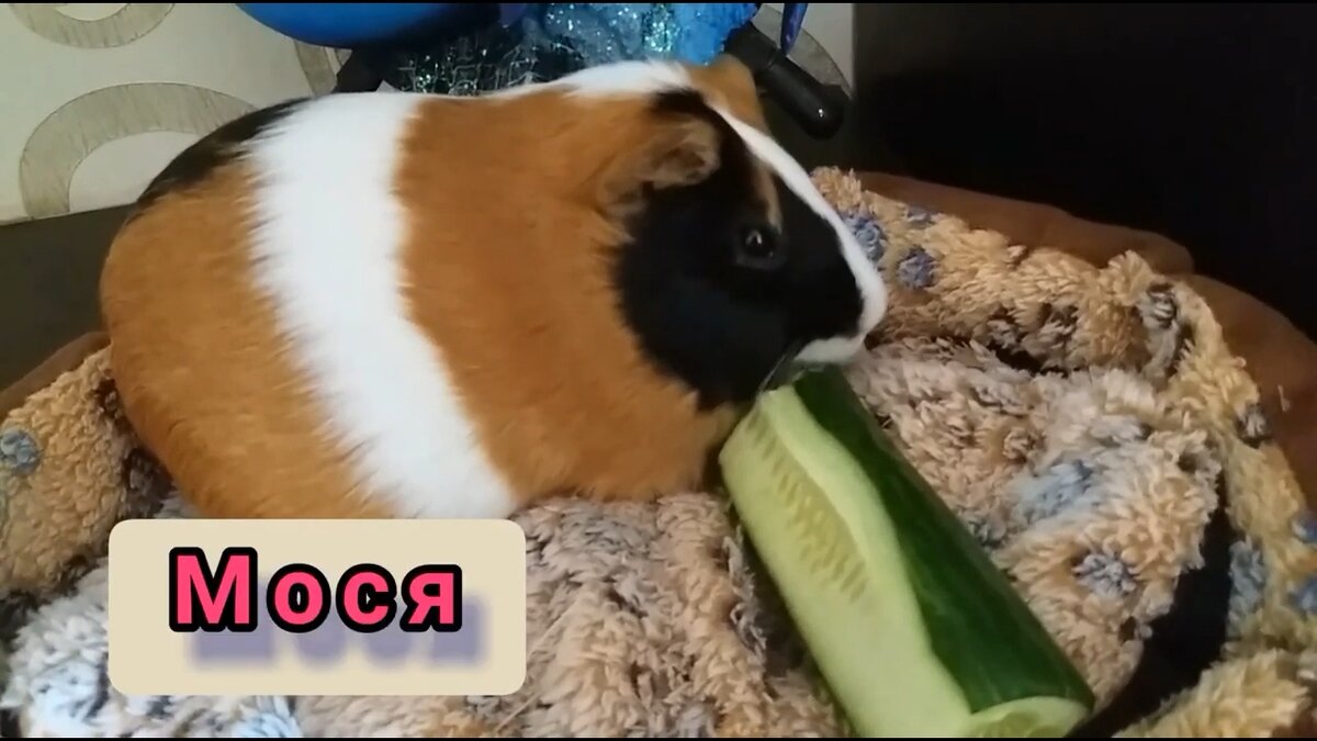 Взрослая самка 2 года. Вес 1кг 200гр