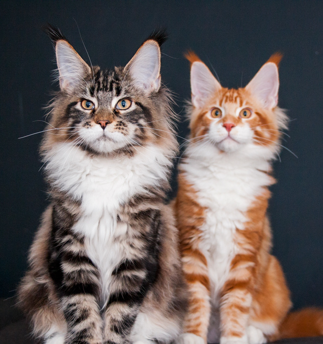 Мейн-кун. Мейн-кун. Американский мейн кун. Фото кошки мейн кун описание породы. Фото кошки мейн кун описание породы.