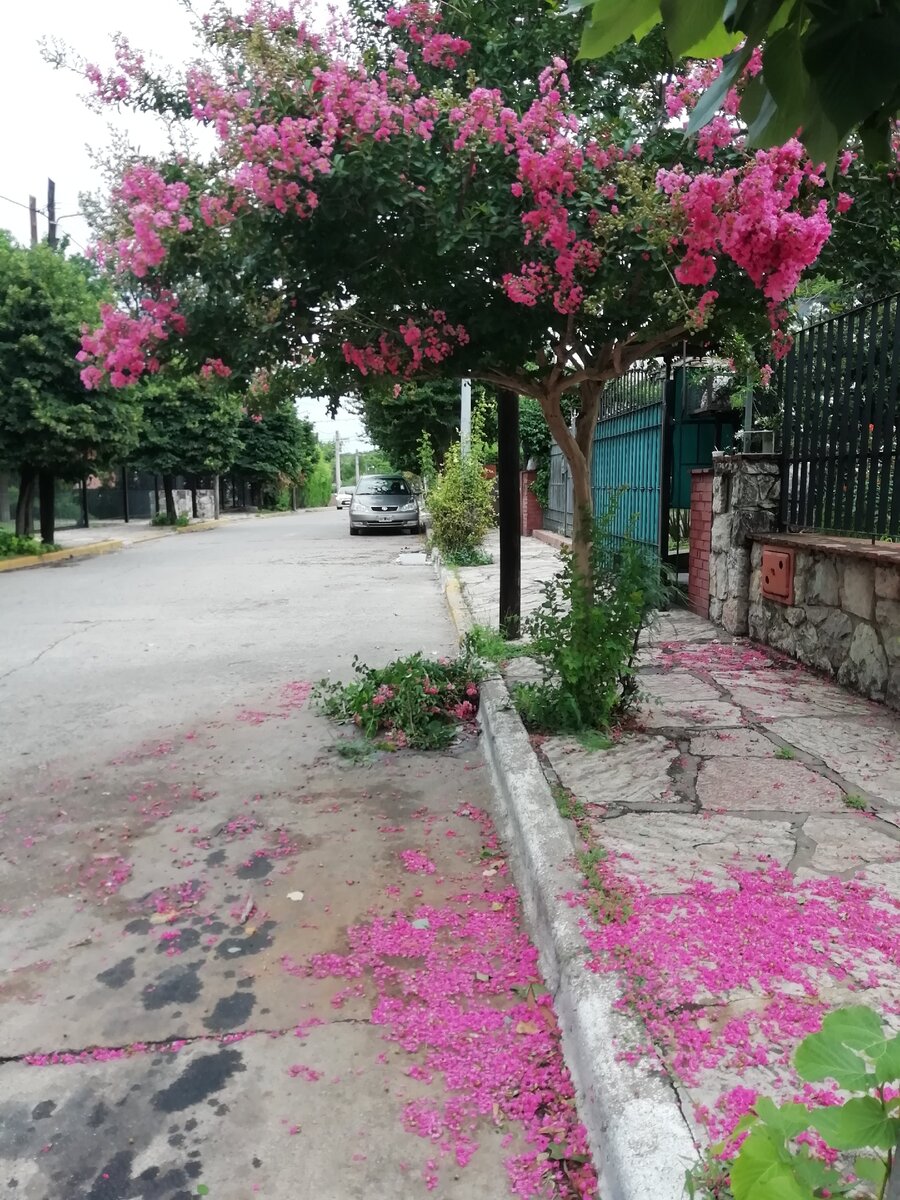 Садоводство в Аргентине