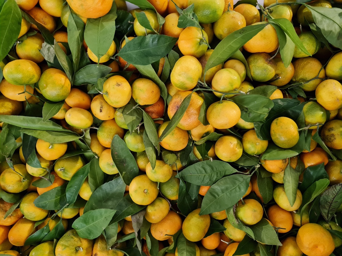 Апельсины с одного из "базаров" Турции, 4 лиро (примерно 40 р) за кг