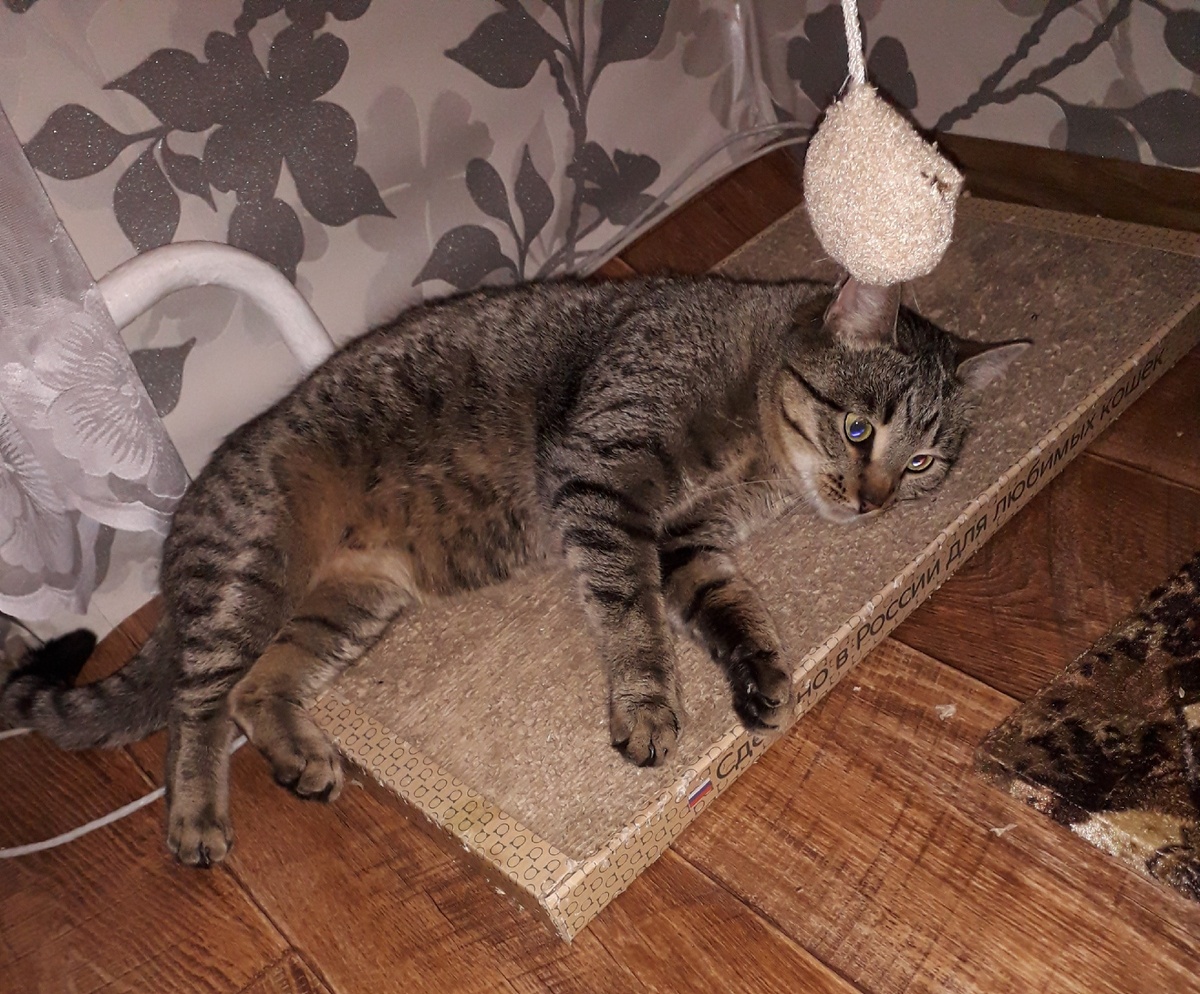 Ставьте лайк публикации, это поможет развитию канала!