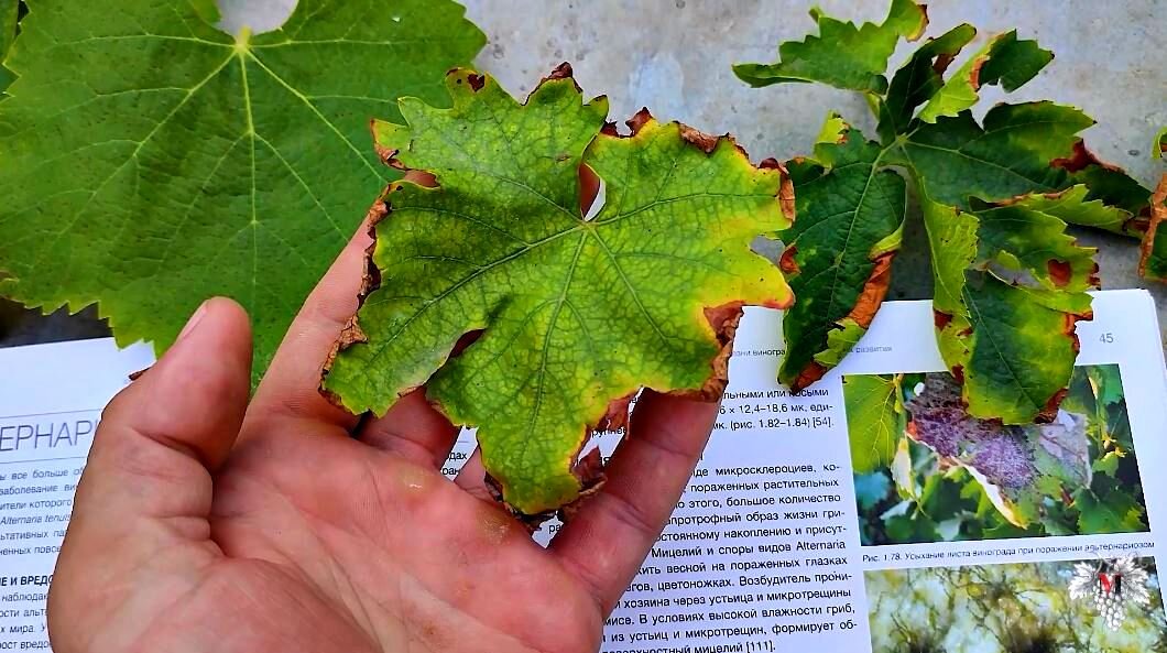 Болезни винограда альтернариоз описание с фотографиями и способы лечения