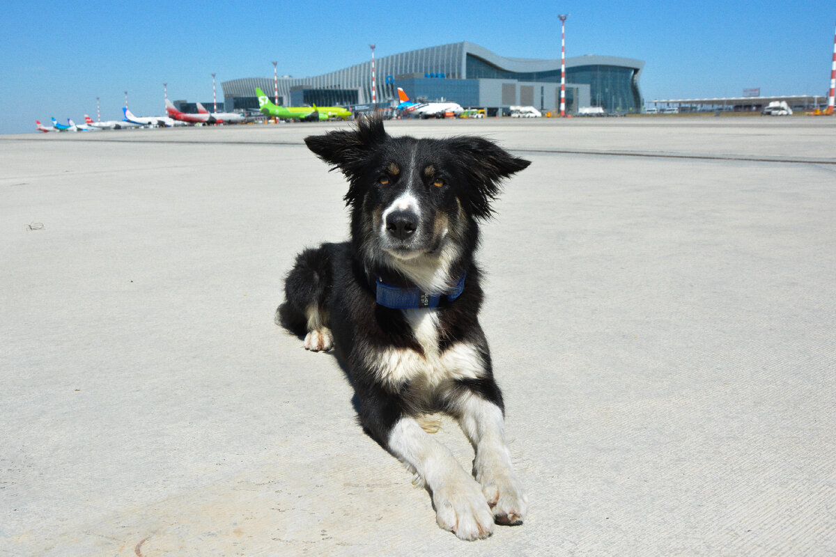 Фото (с) Пресс-служба аэропорта Симферополь