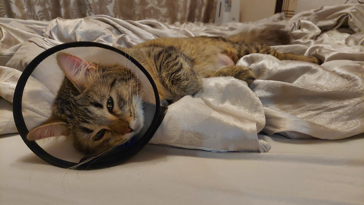 Тимофей в воротнике