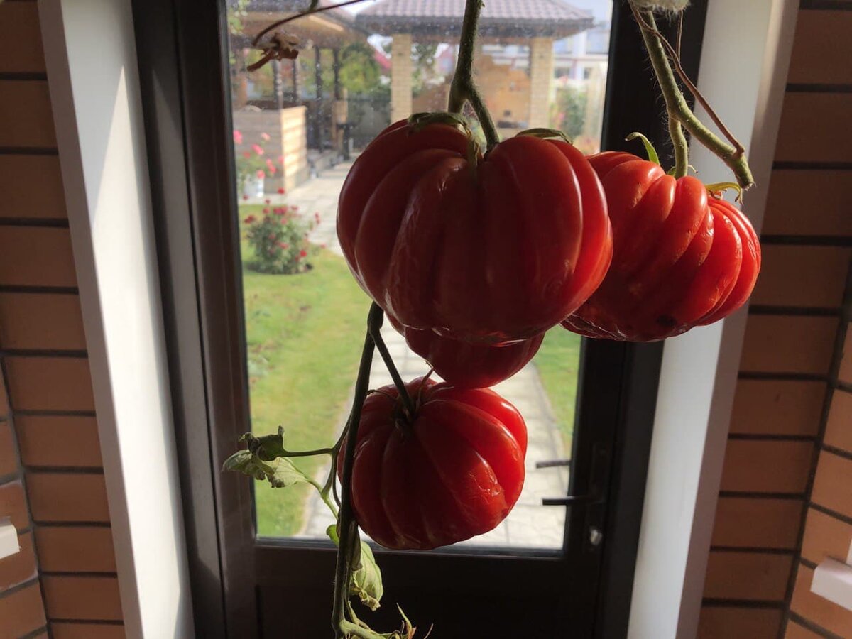 Мясистые томаты для кетчупа