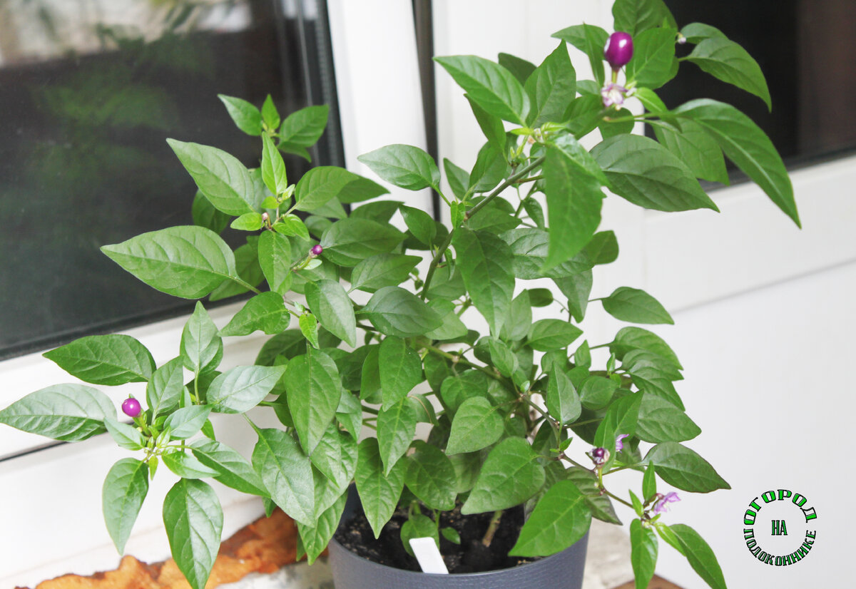 Острый перец "Мексиканец" у меня на подоконнике