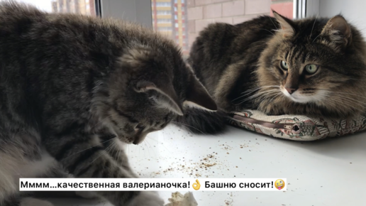 Кот, котёнок и валерианка