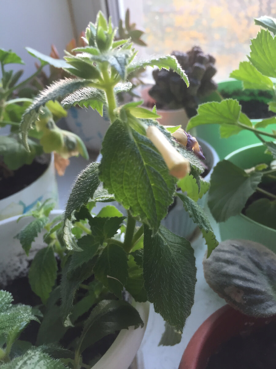 Последние бутончики. Фото автора.