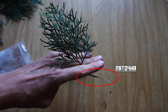 Вот как нужно сажать