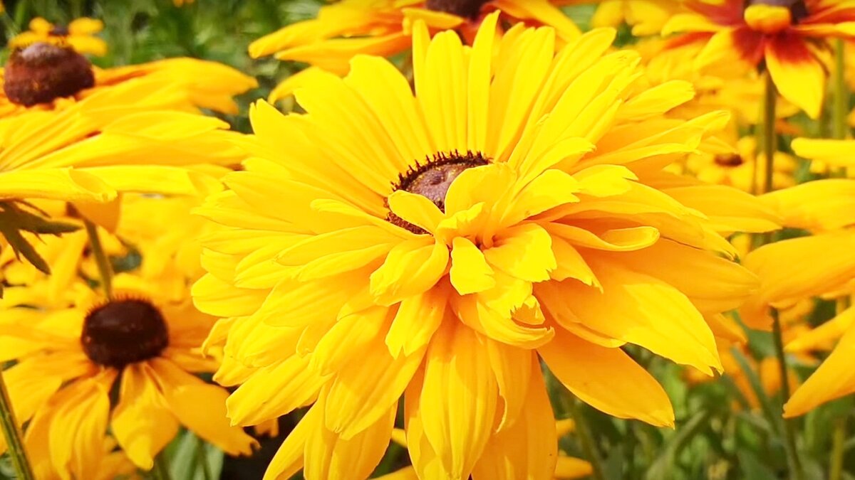 Рудбекия волосистая