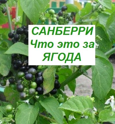 Как выращивать солнечную ягоду санберри в Украине