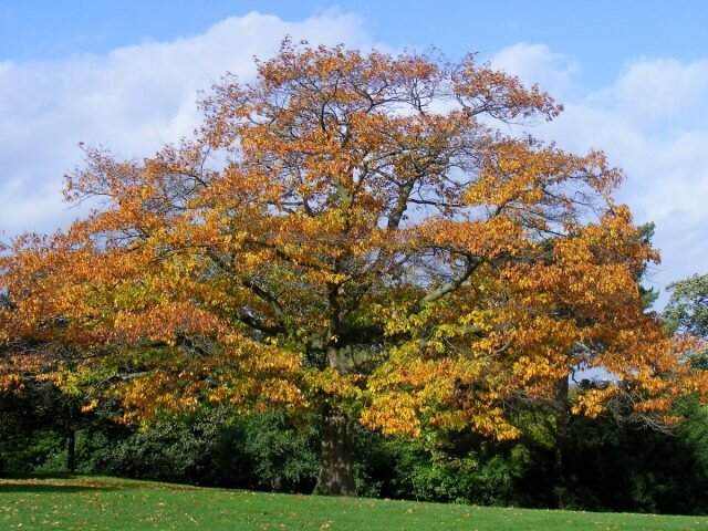 Красный дуб (Quercus rubra). © Sludge G