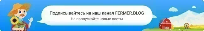 Толстянка (крассула) — распространённое комнатное растение, которое часто именуют «денежным деревом».