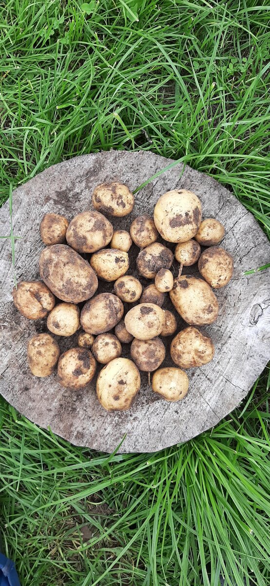 30 картошин с одного куста!