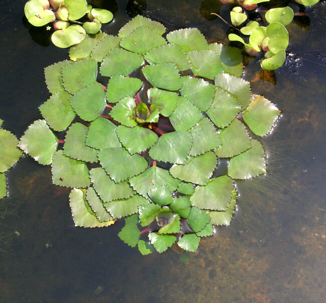 водяной орех