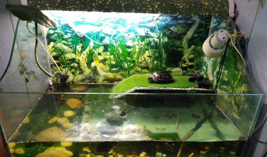 Аквариумы для черепах цены, купить акватеррариум для черепахи в Москве в интернет-магазине