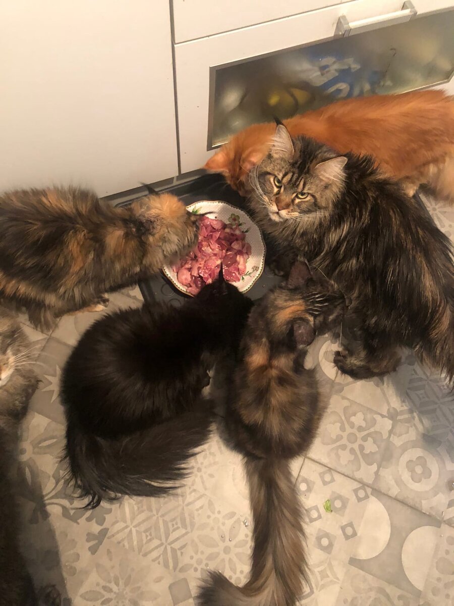 Мейн-куны. Чем кормить кота с ХПН, если лечебных кормов нет в продаже ...