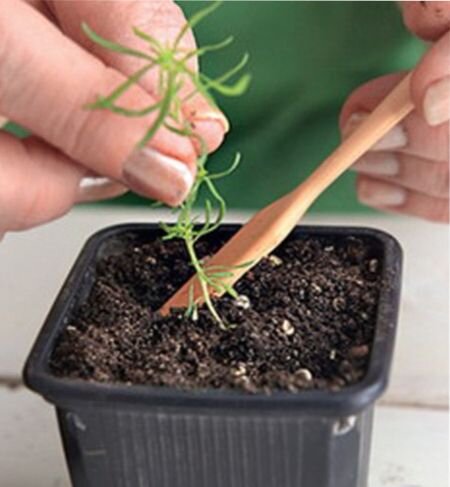 как вырастить кохию из семян