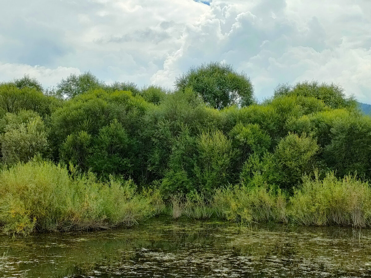 Заросли ивняка