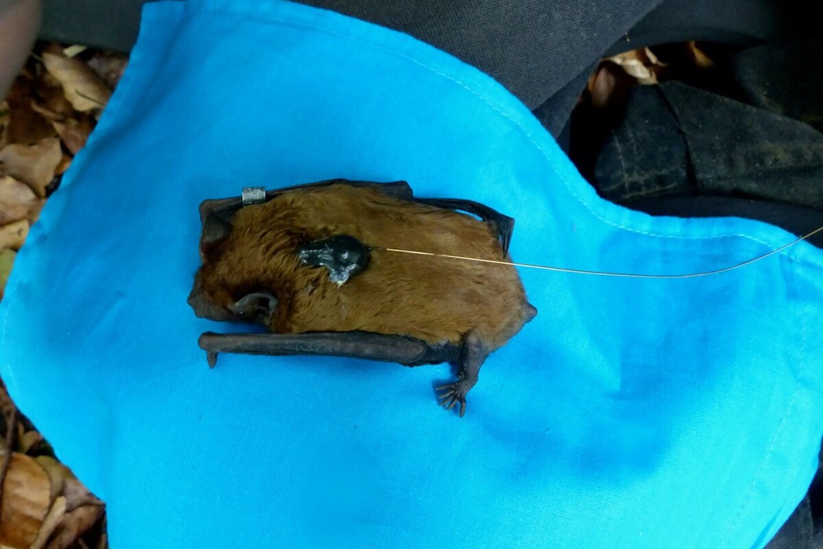     Летучие мыши охотятся стаями, "подкармливая" друг друга: любопытное открытие