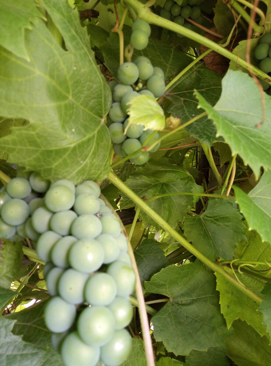 Фото автора.