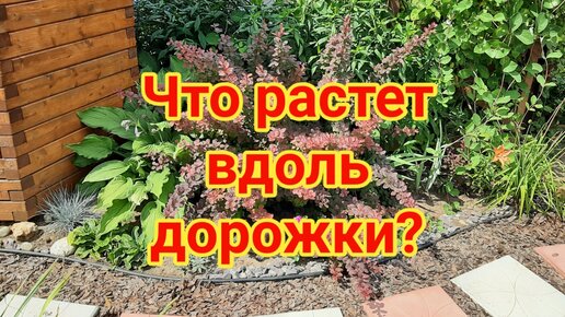 Что растет вдоль дорожки