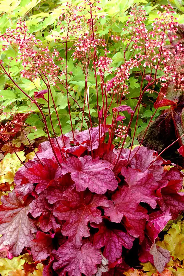 A medida que comienza el otoño, el sol aparece cada vez menos. El tiempo nublado tiene un efecto negativo en las plantas, las flores ya no tienen olor y son agradables a la vista.-12