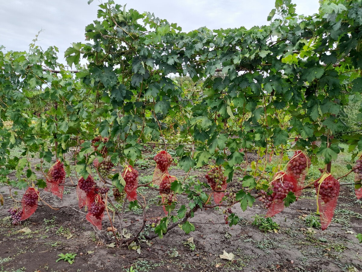 Атаман.Пронормирован.Грозди по 1,5-2 кг.Грозди на высоте где то 60 см и выше.