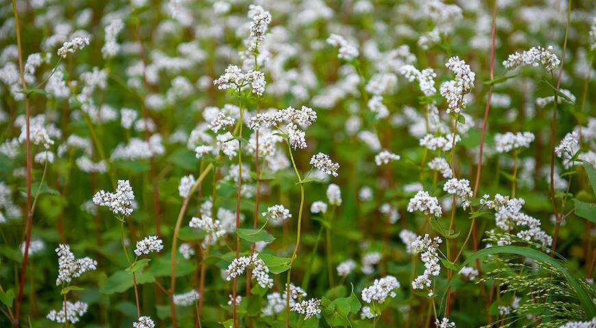 Как осенью бороться с проволочником | Supersadovnik.ru | Дзен