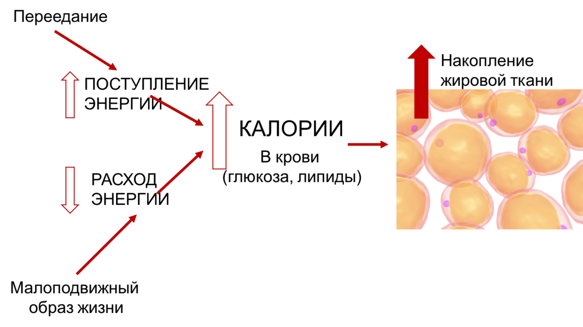 Процесс накопления жира. Жировая ткань в организме. Жировая ткань состоит из. Жировые клетки схема.