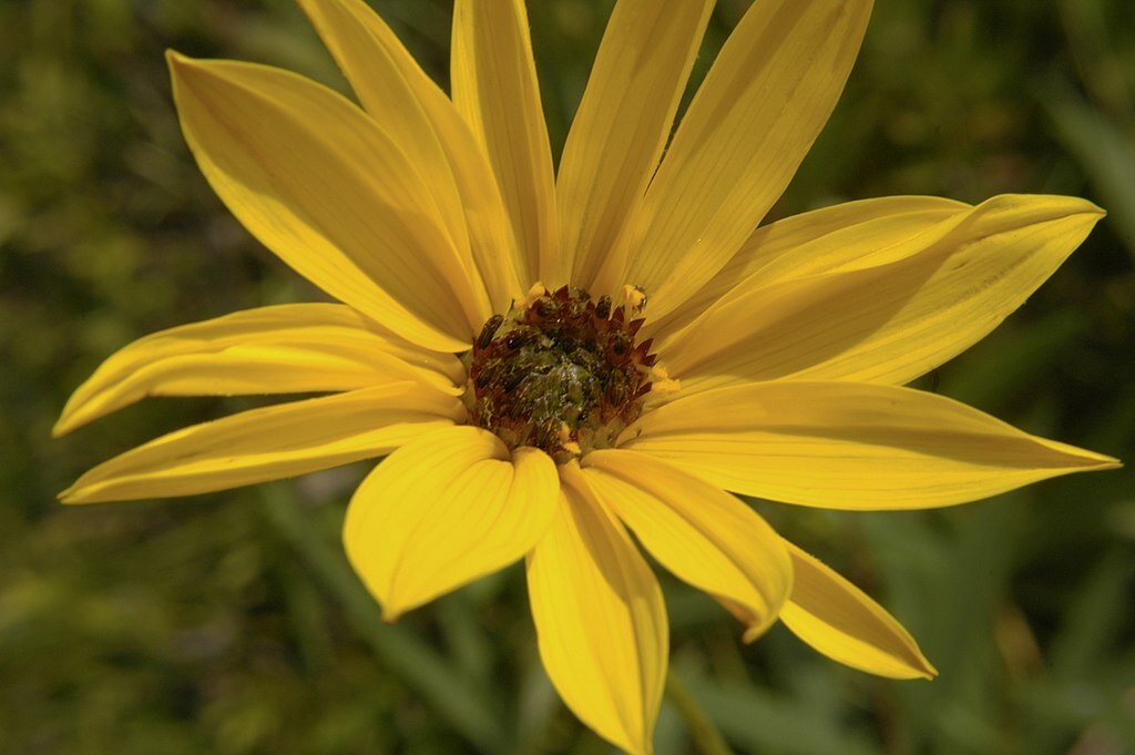 Helianthus argophyllus