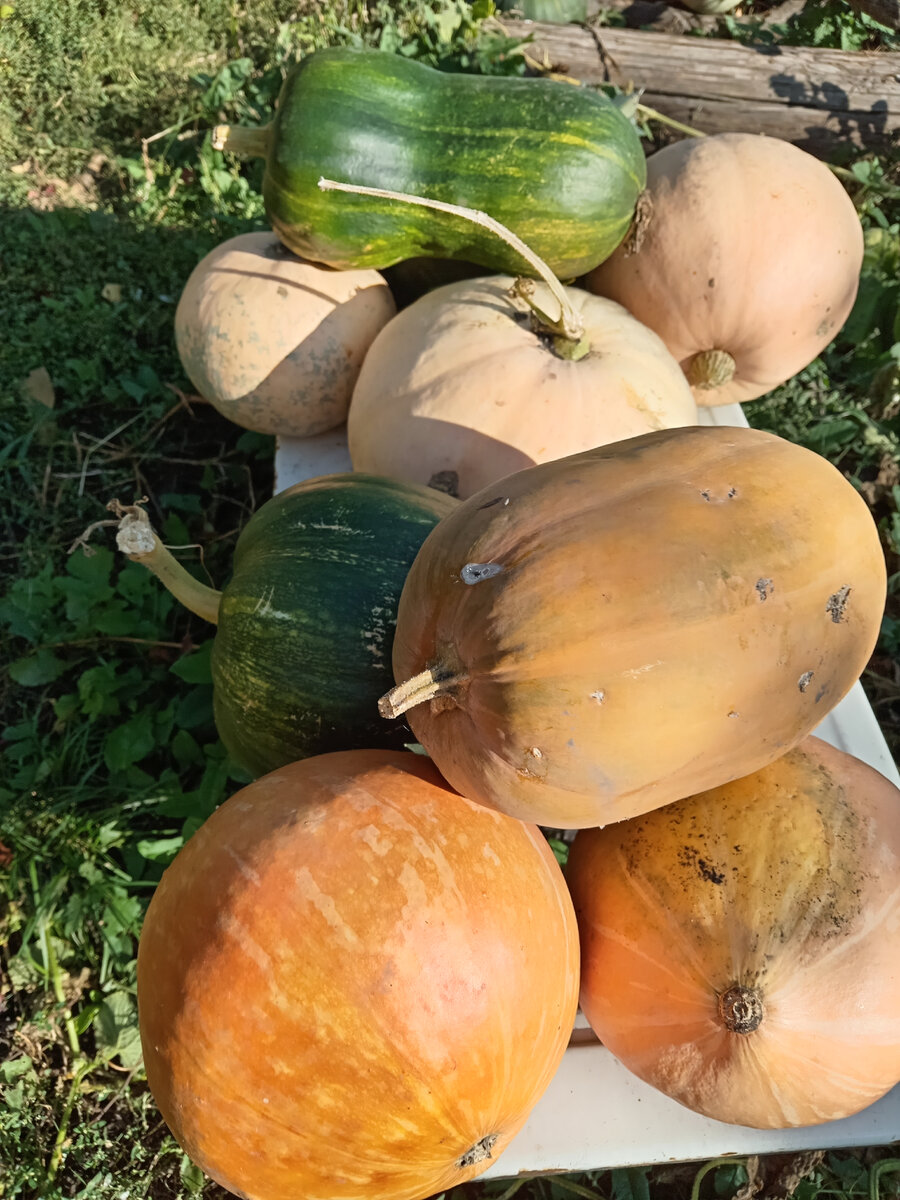 Тыквы ждут своего часа