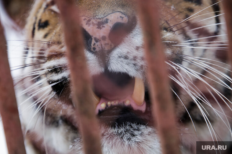   Зоопарк отдадут властям вместе со всеми животными
