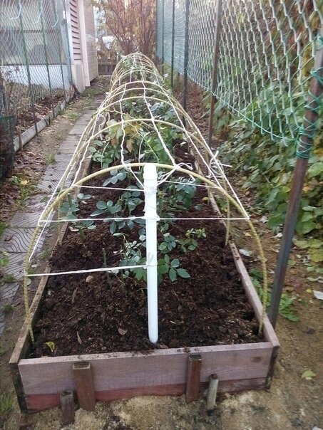 Так выглядит идеальное место для произрастания и укрытия роз в условиях Питера,высокая грядка ,розы посередине ,насыпная земля ..и укрытие из стеклопластиковой арматуры,а поверх можно положить современный укрывной материал .. спанбонд или геотекстиль ..кстати арматура легко крепится стяжками из строй магазина 