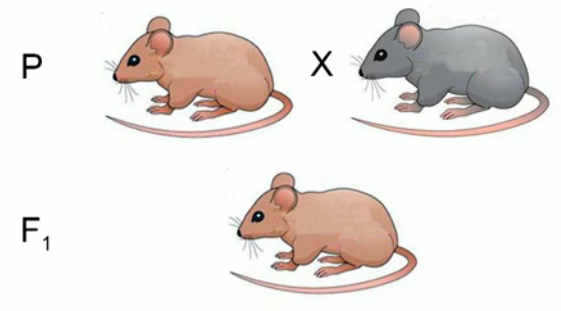 Селекционер скрестил самку чистой линии мыши черного. Скрещивание мышей. Наследование шерсти у мышей. Наследование окраски шерсти у мышей. Генотип мышей.