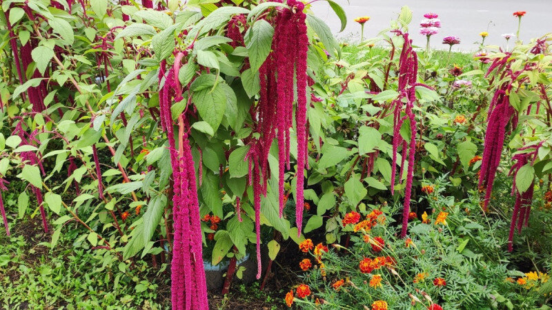     Амарант. altapress.ru