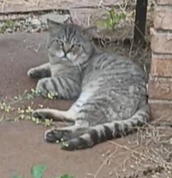 Вот такой красавец 😻
