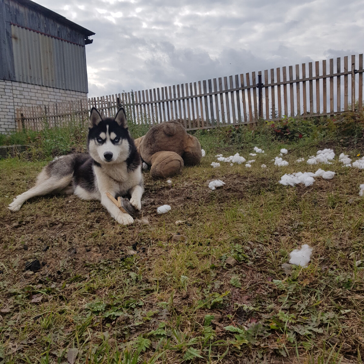 Фото из моего архива. Мой Мухтар.