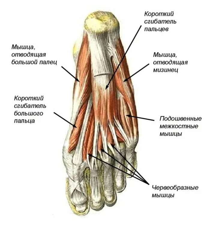 Анатомия мышц стопы