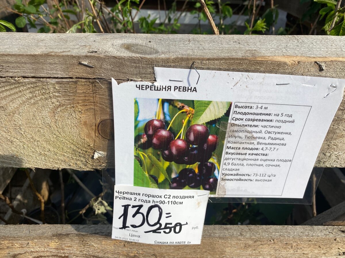 Черешня сорт "Ревна"