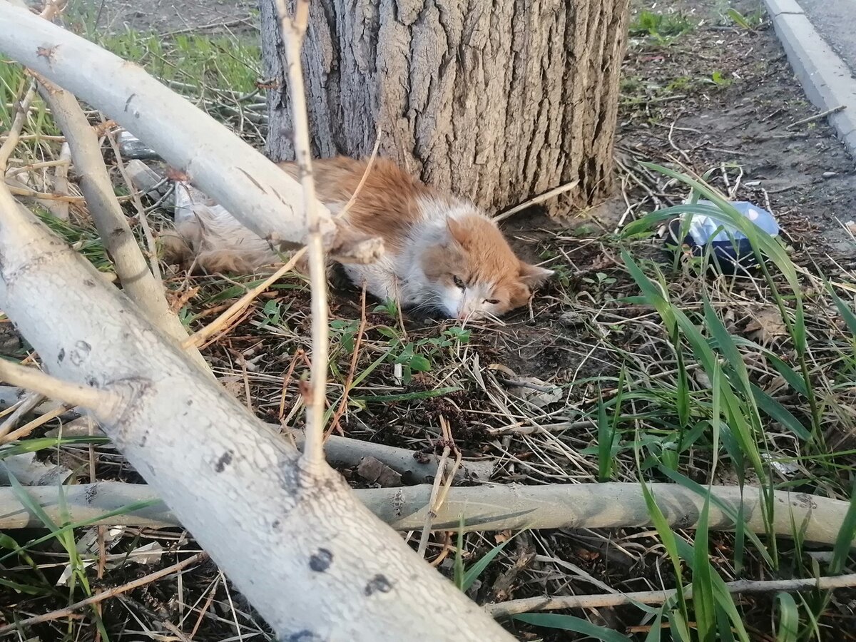 Тимоша уже бездомный котик