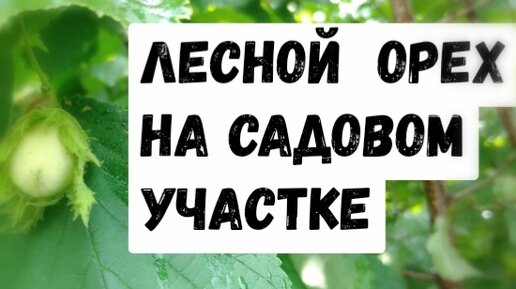 Лесной орех на садовом участке. Как это сделать?