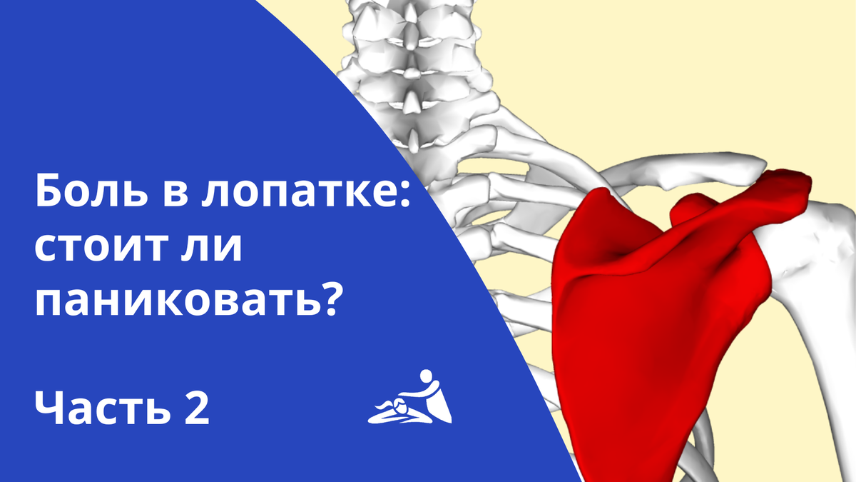 Боль в лопатке. Стоит ли паниковать? Часть 2 | Школа мастеров массажа |  СПБ/МСК | Дзен