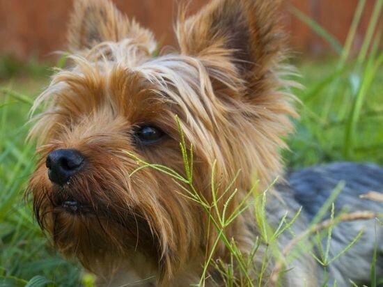     фото: pxhere.com