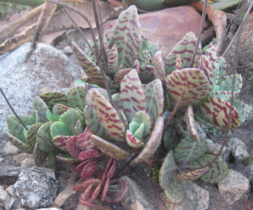 Каланхоэ зебра. Kalanchoe humilis. Каланхоэ хумилис Зебра. Kalanchoe figuereidoi. "Куропатка". Kalanchoe figuereidoi.