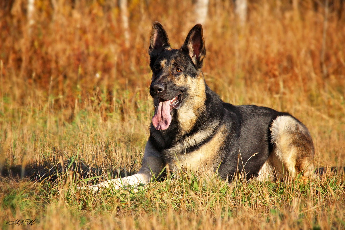 Восточноевропейская овчарка