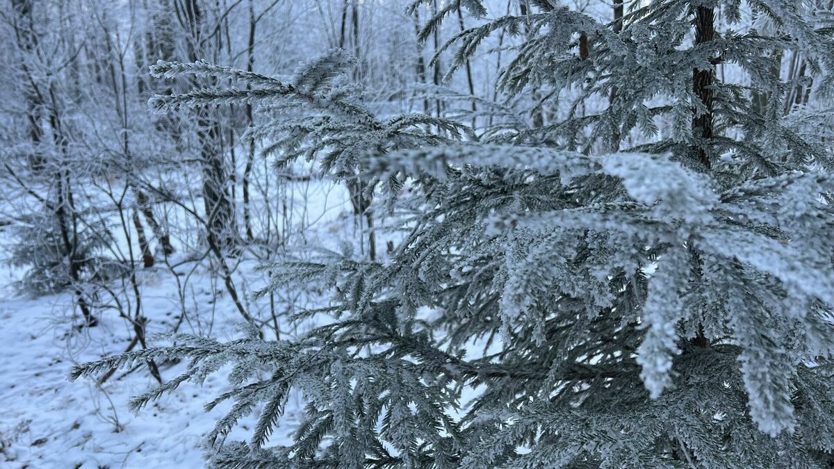    В Нижегородской области может похолодать до -17 градусов в ближайшие дни. Об этом заявил научный руководитель Гидрометцентра РФ Роман Вильфанд в интервью ТАСС.