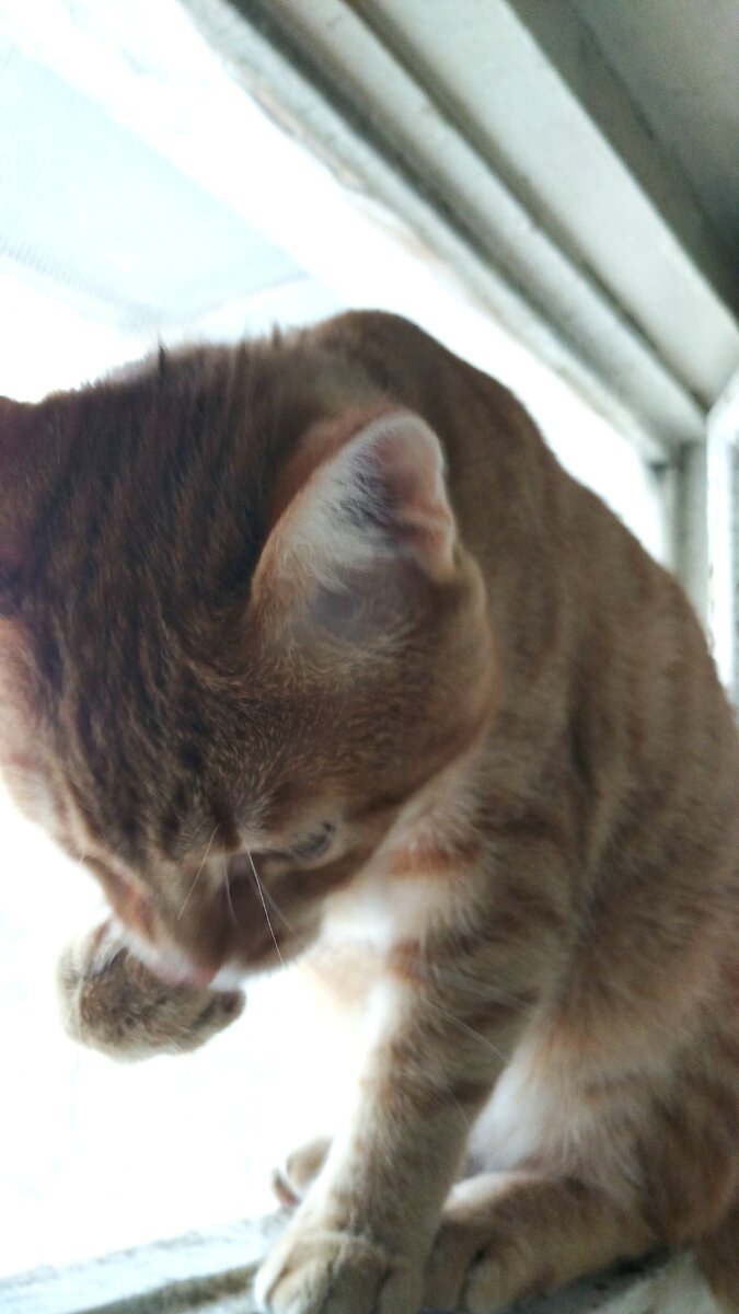 Личное   фото.